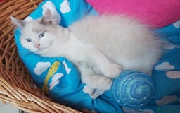 Ragdoll cats for sale: RAGDOLL BICOLOUR BOY BLUE EYES READY NOW! - Image 12