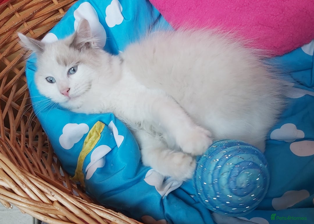 Ragdoll cats for sale: RAGDOLL BICOLOUR BOY BLUE EYES READY NOW! - Image 12