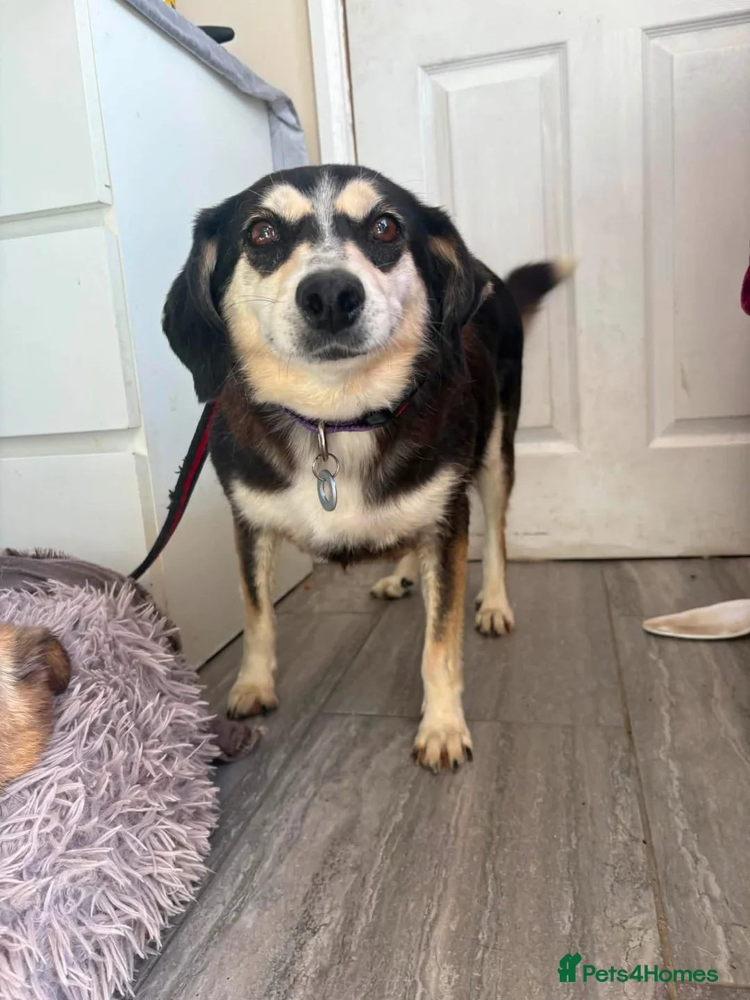 Mixed Breed dogs for adoption: Spritzer - great Ellingham Norfolk  in Attleborough - Advert 1