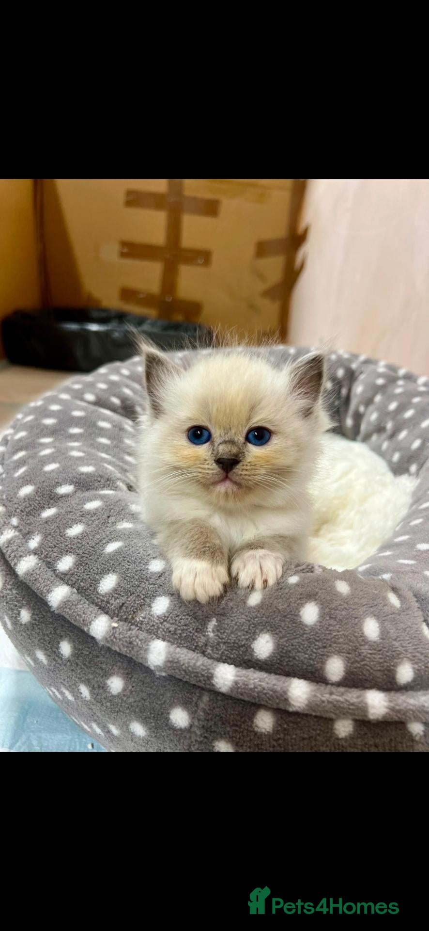 Ragdoll cats Beautiful Ragdoll KittensReady 4Their New Homes 🐾 - Advert 2