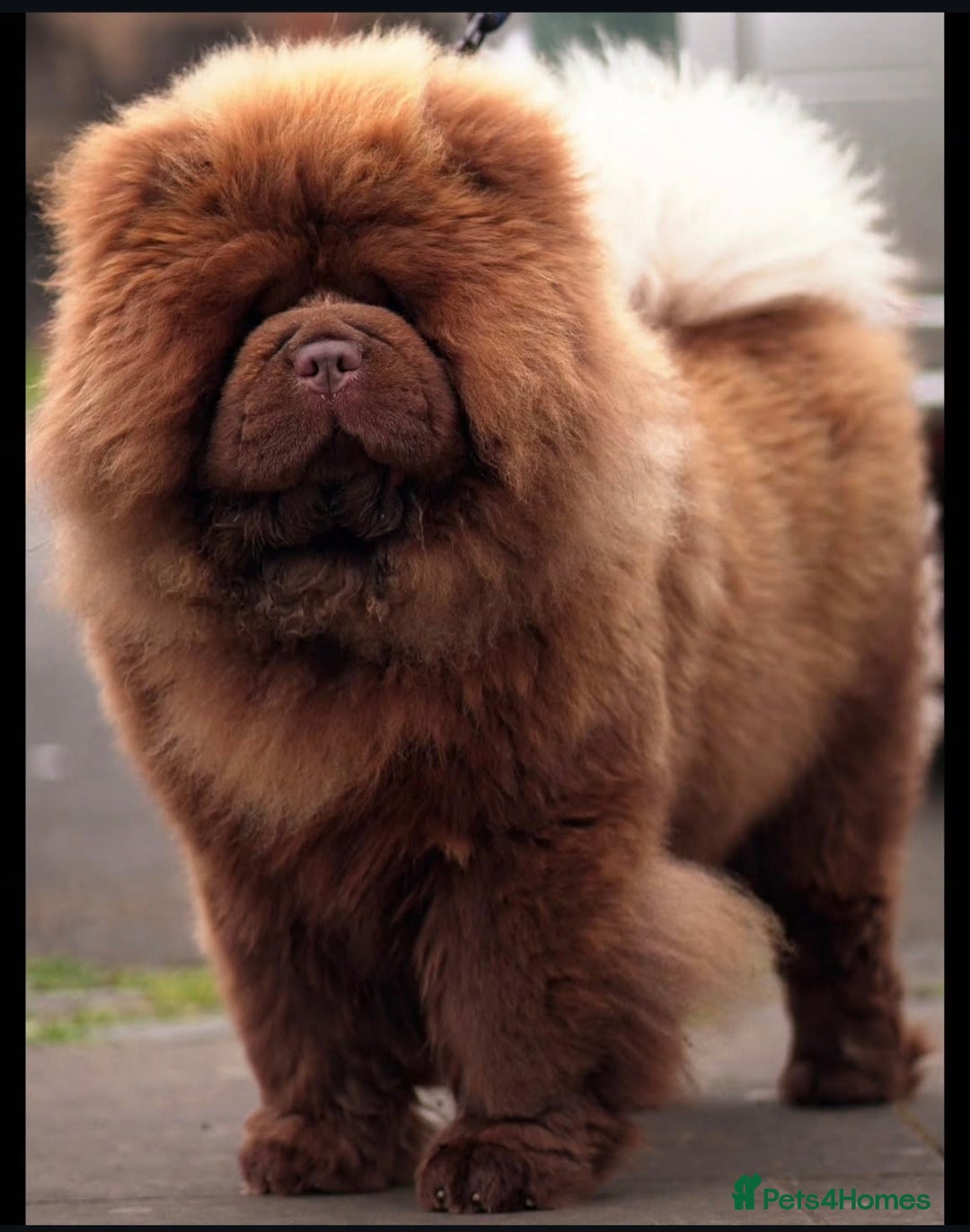 Chow Chow dogs for stud: A truly one of a kind KC Chocolate Chow for stud  - Image 2