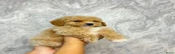 Maltipoo dogs for sale: 🐶❤️ Our beautiful Maltipoo puppies ❤️🐶 - Advert 5