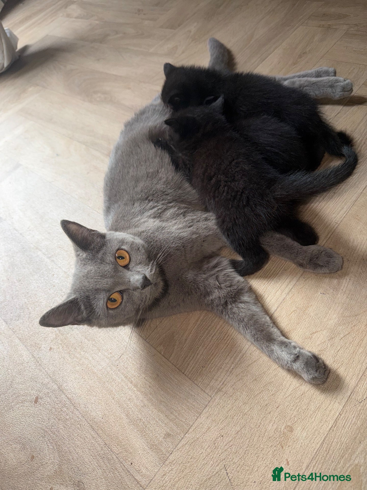 British Shorthair cats 3 baby girl British short hair kittens - Advert 4