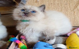 Ragdoll cats for sale: Beautiful Registered Ragdoll Kittens  - Image 6