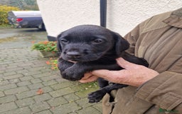 Labrador Retriever dogs for sale: Black and Gold Labrador Pups - Image 12