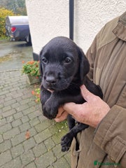 Labrador Retriever Puppy 3