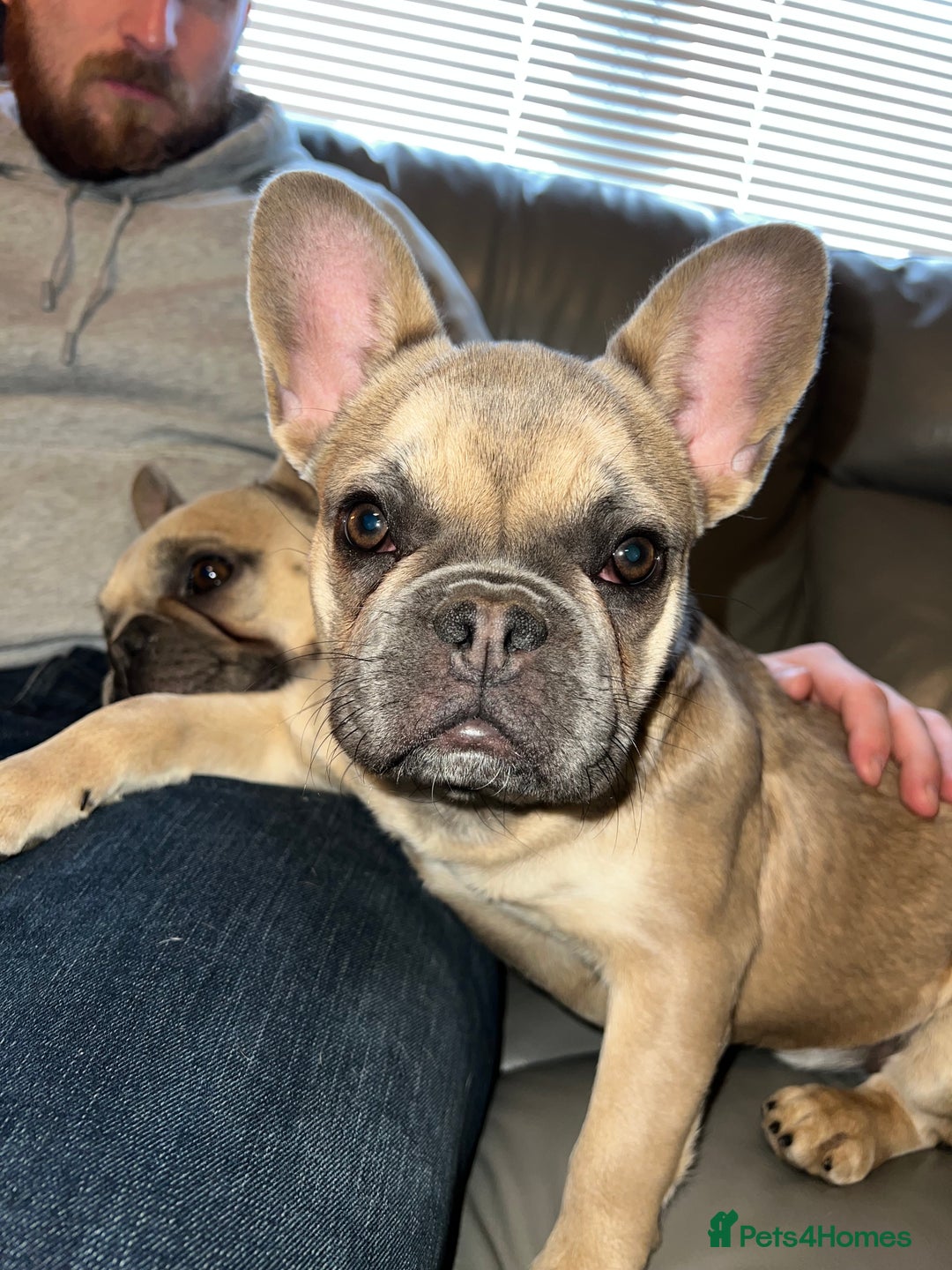 French Bulldog dogs for sale: Female French bulldog  - Image 1