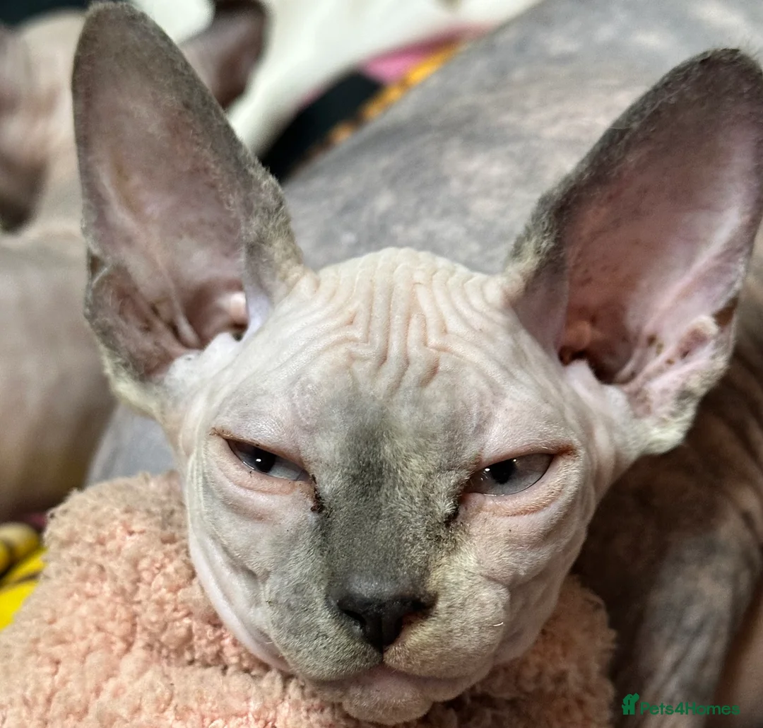 Sphynx cats for sale: LOVING SPHYNX KITTENS READY TO GO🤍 - Advert 13