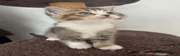 British Shorthair cats for sale: 🐱❤️ Beautiful Kittens Looking for Loving Homes! in Surbiton - Advert 13