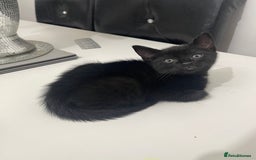 Mixed Breed cats for sale: 2 male 1 female black kitten for sale ready nov1st - Image 9