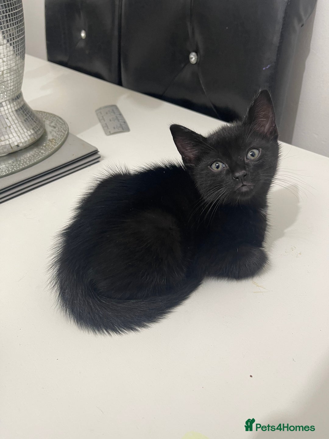 Mixed Breed cats for sale: 2 male 1 female black kitten for sale ready nov1st - Image 9