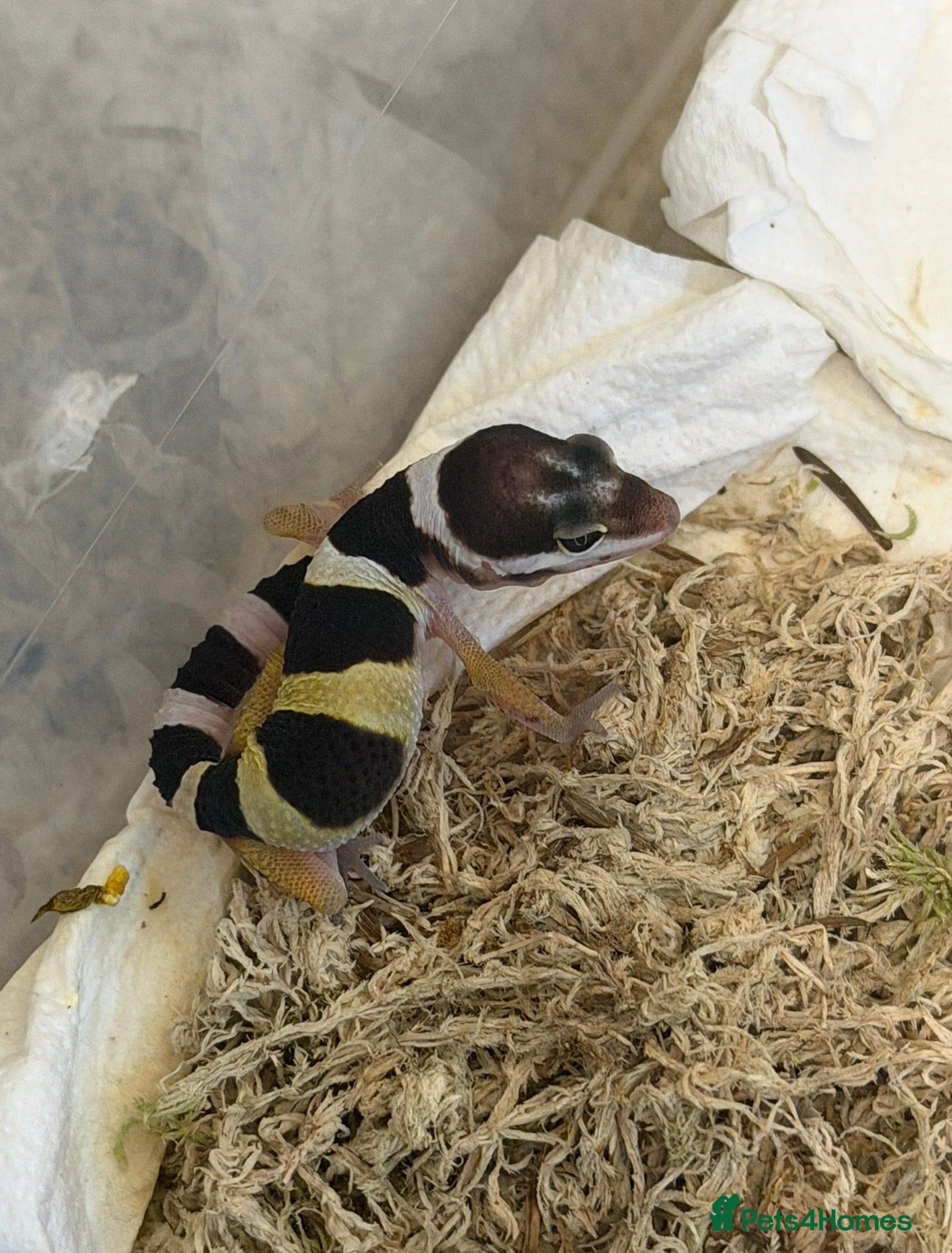 Mixed Breed reptiles Stunning Exotic Reptile Pets & Full Habitats - Advert 6