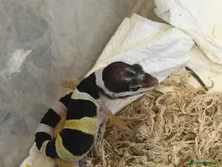 Mixed Breed reptiles Stunning Exotic Reptile Pets & Full Habitats - Advert 6