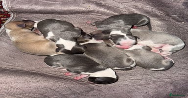 Whippet dogs - Advert 4