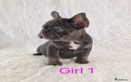 French Bulldog dogs for sale: Classic French Bulldog Puppies  - Image 12