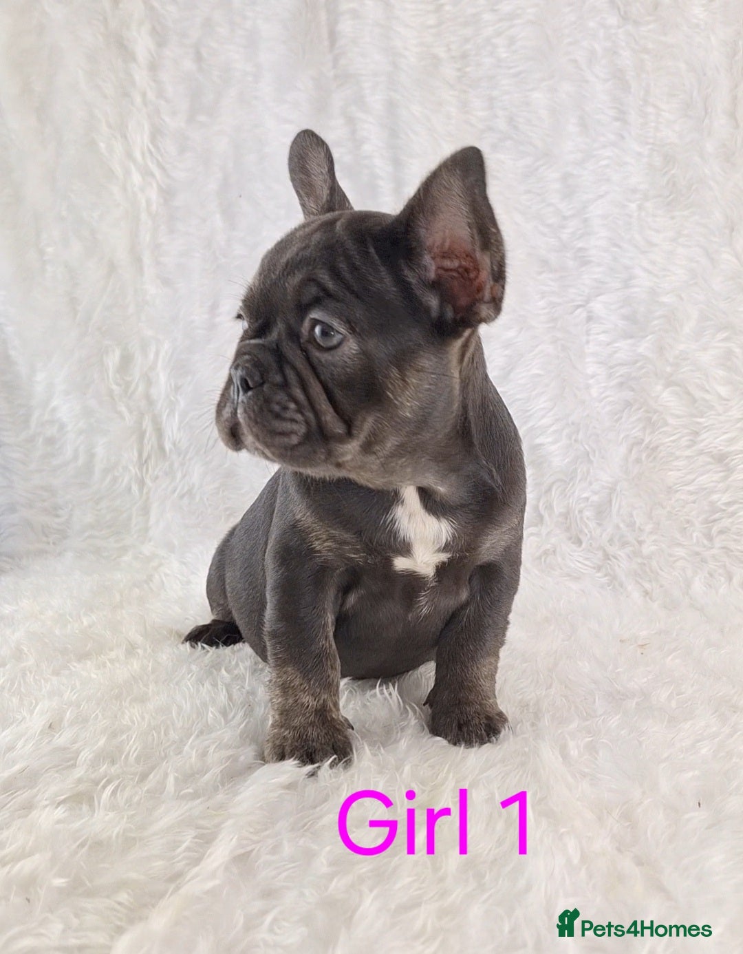 French Bulldog dogs for sale: Classic French Bulldog Puppies  - Image 12