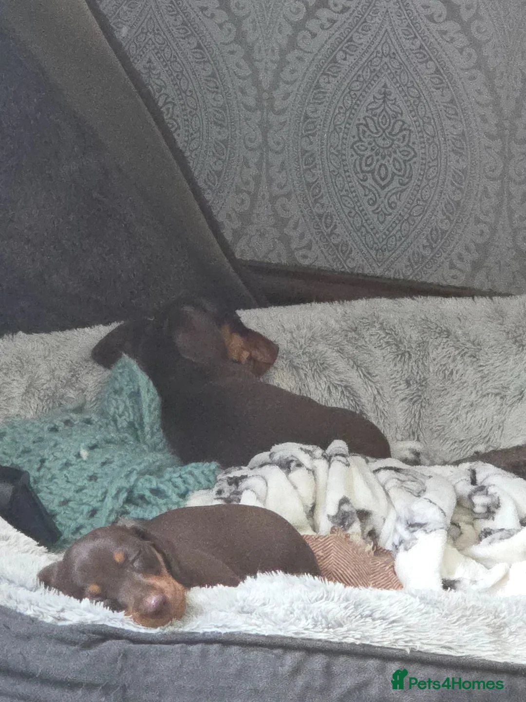 Dachshund dogs for sale: Mini Dachshund  puppies 🐶  - Advert 1