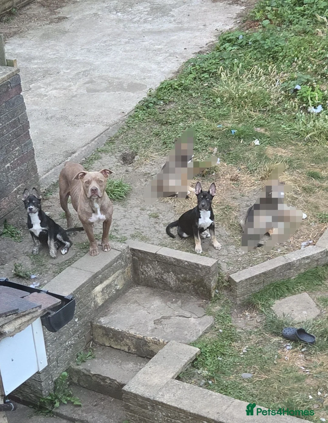 Mixed Breed dogs for sale: Bulsky puppies  - Advert 2