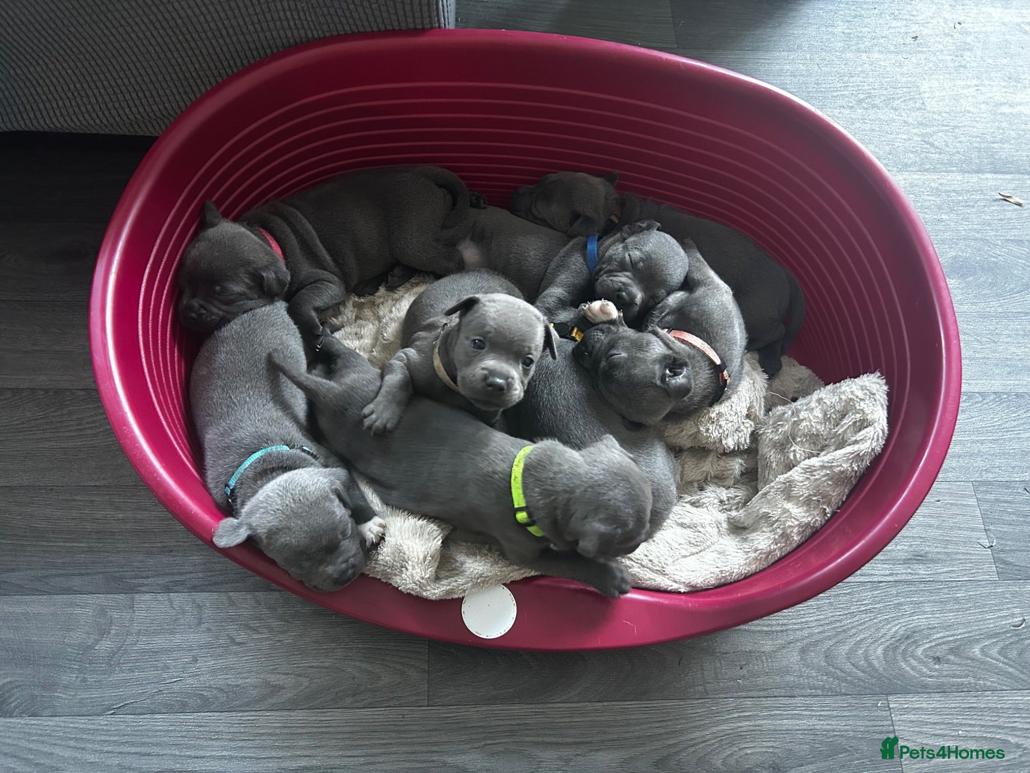 Staffordshire Bull Terrier dogs 8 stunning staff puppies  - Advert 13