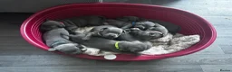 Staffordshire Bull Terrier dogs for sale: 8 stunning staff puppies  - Advert 1