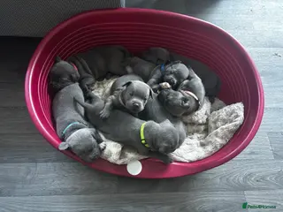 Staffordshire Bull Terrier dogs 8 stunning Staffordshire bull terrier puppies blue - Advert 2
