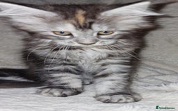 Maine Coon cats for sale: MAINE COONE KITTENS CHAMPION BLOODLINE - Image 8