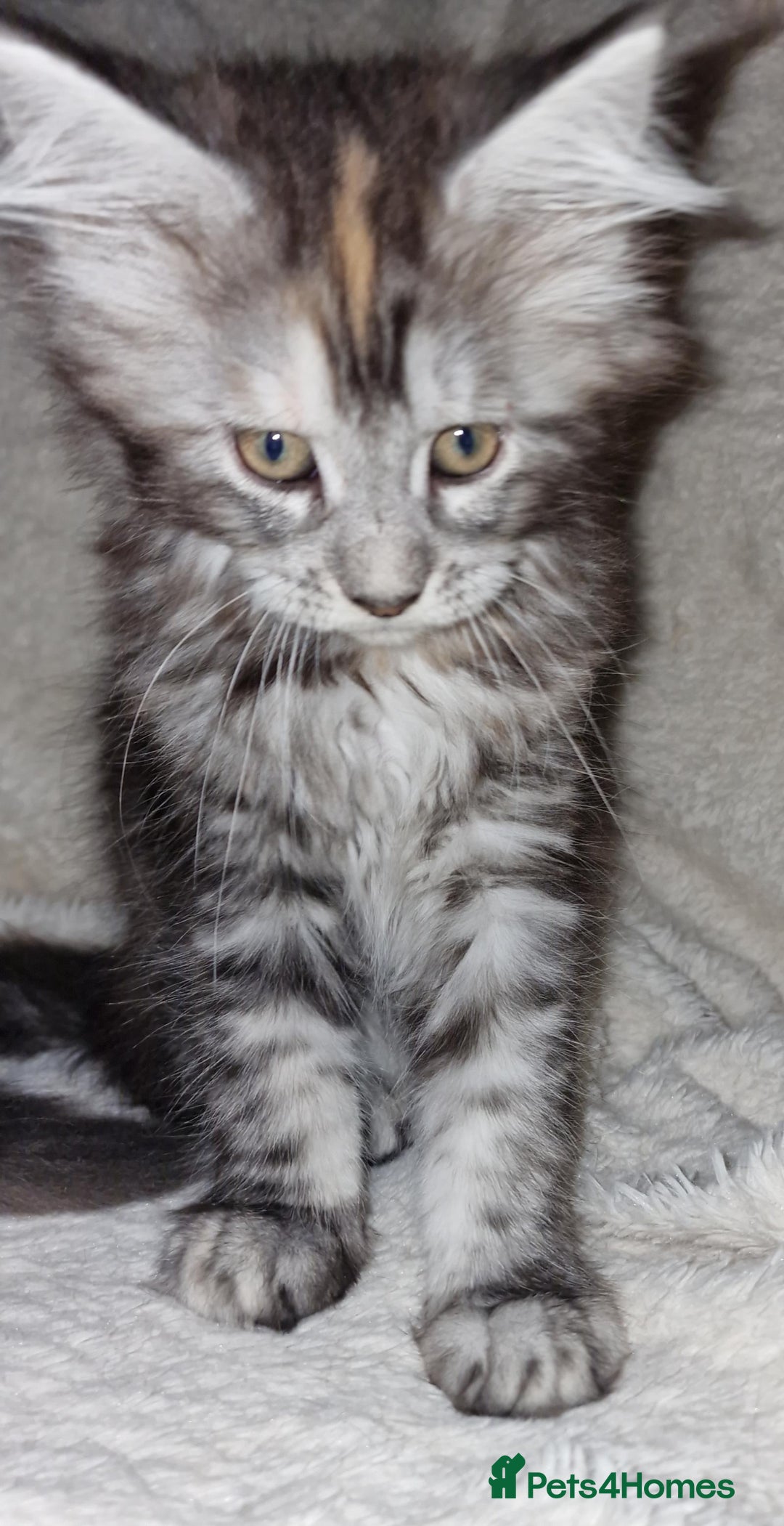 Maine Coon cats for sale: MAINE COONE KITTENS CHAMPION BLOODLINE - Image 8