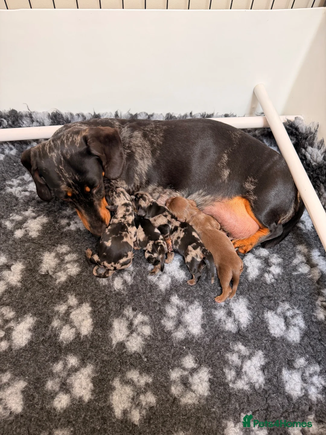 Miniature Dachshund dogs for sale: OUTSTANDING MINI SMOOTH DACHSHUND PUPPIES  - Advert 6