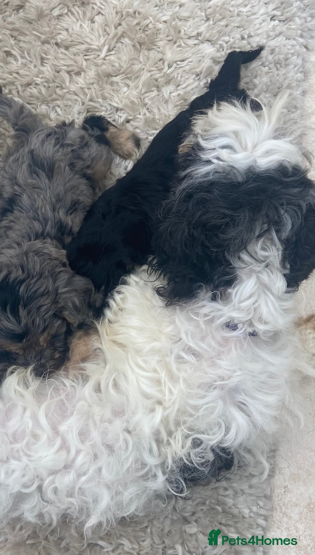 Cavapoo dogs for sale: Cavapoo female puppy - health tested - Image 7