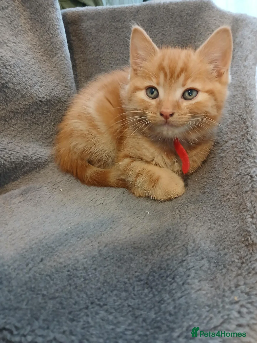 Mixed Breed cats for sale: Ginger male kitten - Advert 1