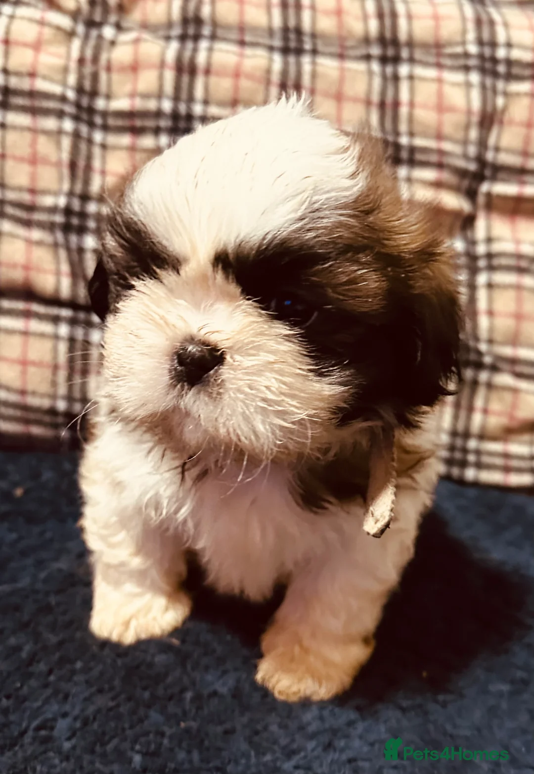 Shih Tzu dogs for sale: Shih tzu puppies ready to go  - Advert 12