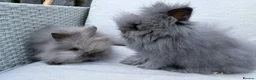 Lionhead rabbits for sale: 2 Double mane lion-head for sale last two boys  - Advert 10