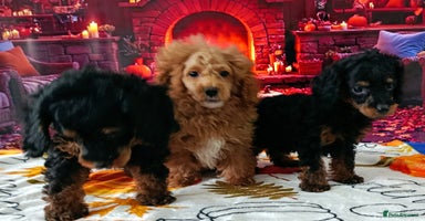 Toy Poodle dogs - Advert 7