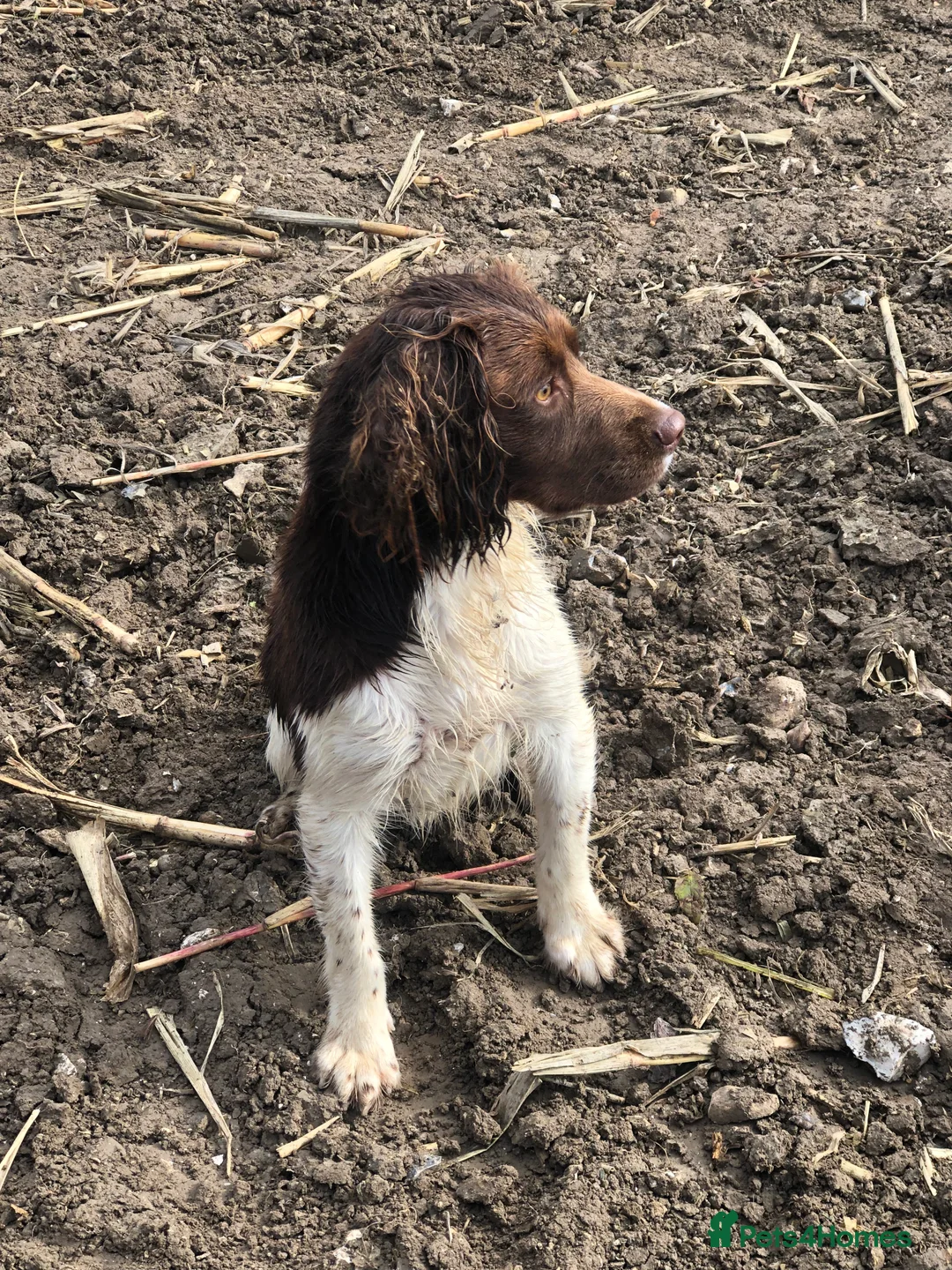 English Springer Spaniel dogs for stud: ACE SPIRIT ONE OF ELISHADE  in Tonbridge - Advert 4
