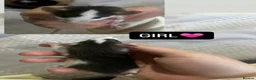 Rat rodents for sale: Baby Dumbo Rats  - Advert 12
