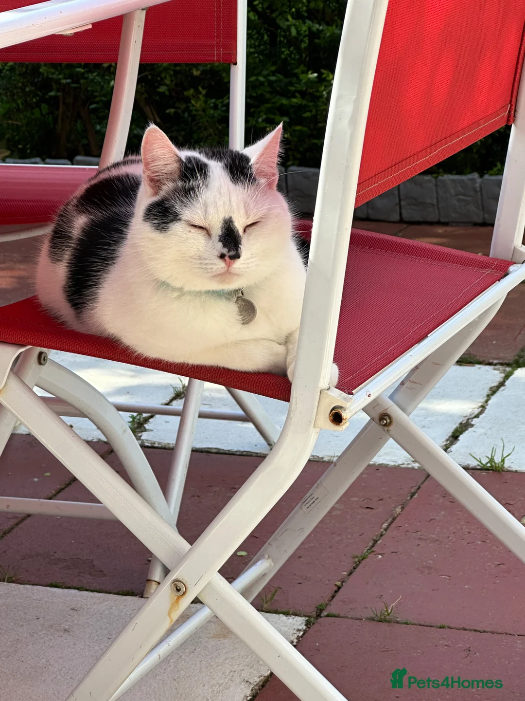 Mixed Breed cats for sale: Two Cats - Advert 20