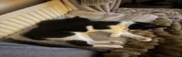 British Shorthair cats for sale: 11 month old cat  - Advert 3