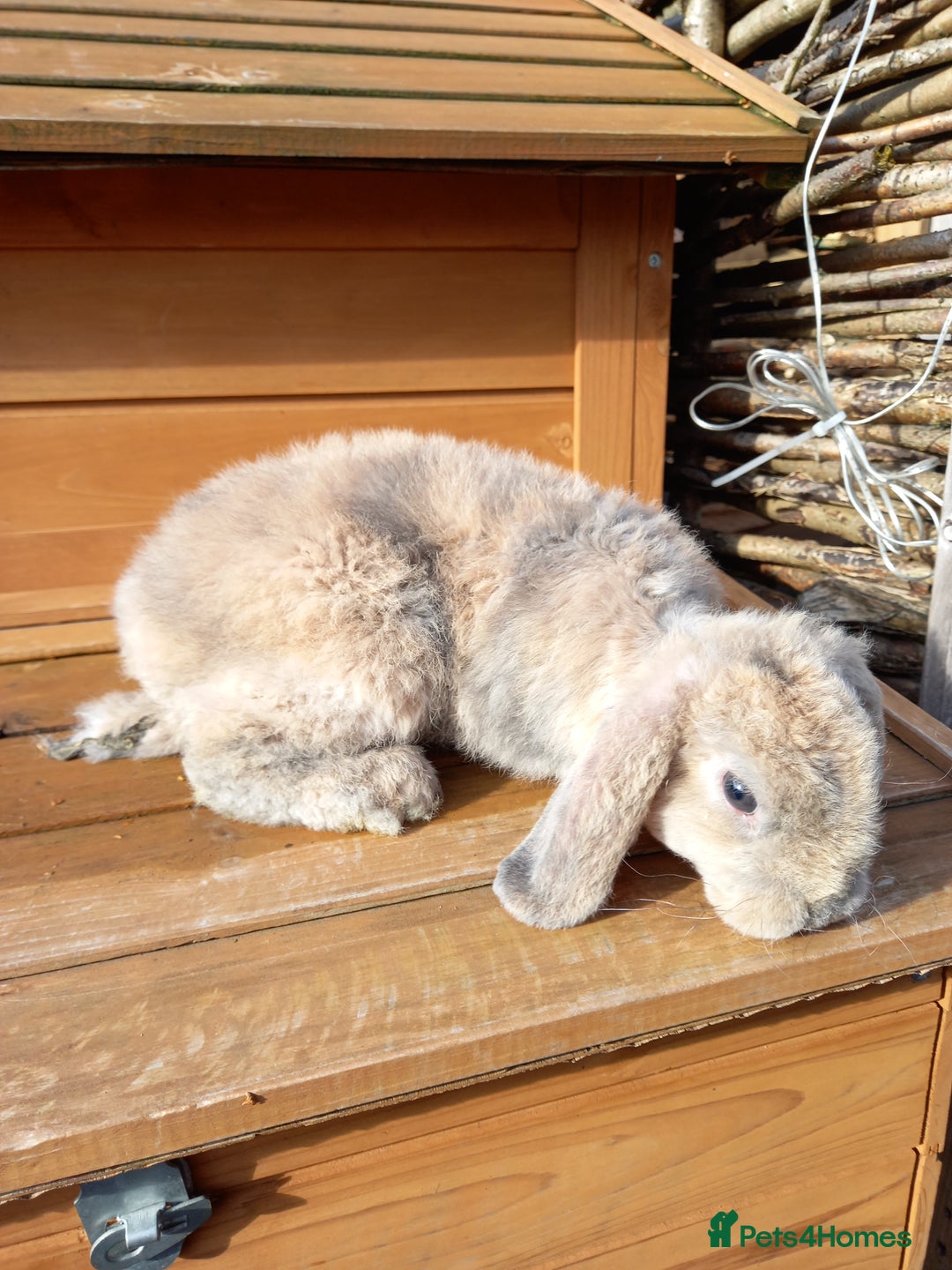 Mini Lop rabbits for sale: Mini plush lops - Image 9