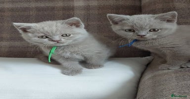 British Shorthair cats - Advert 16