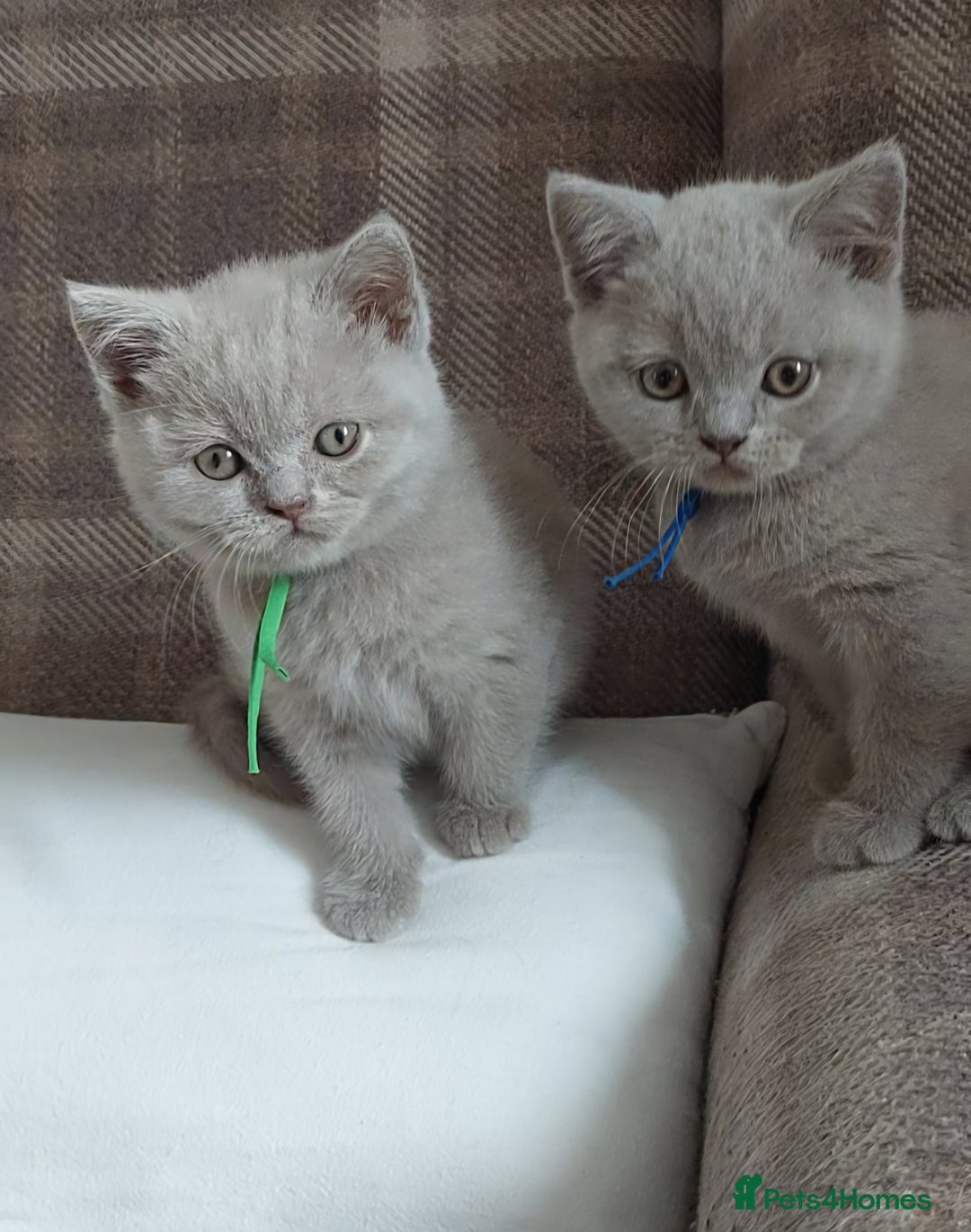 British Shorthair cats for sale: 💙💜GCCF REGISTERED KITTENS💜💙 - Image 3