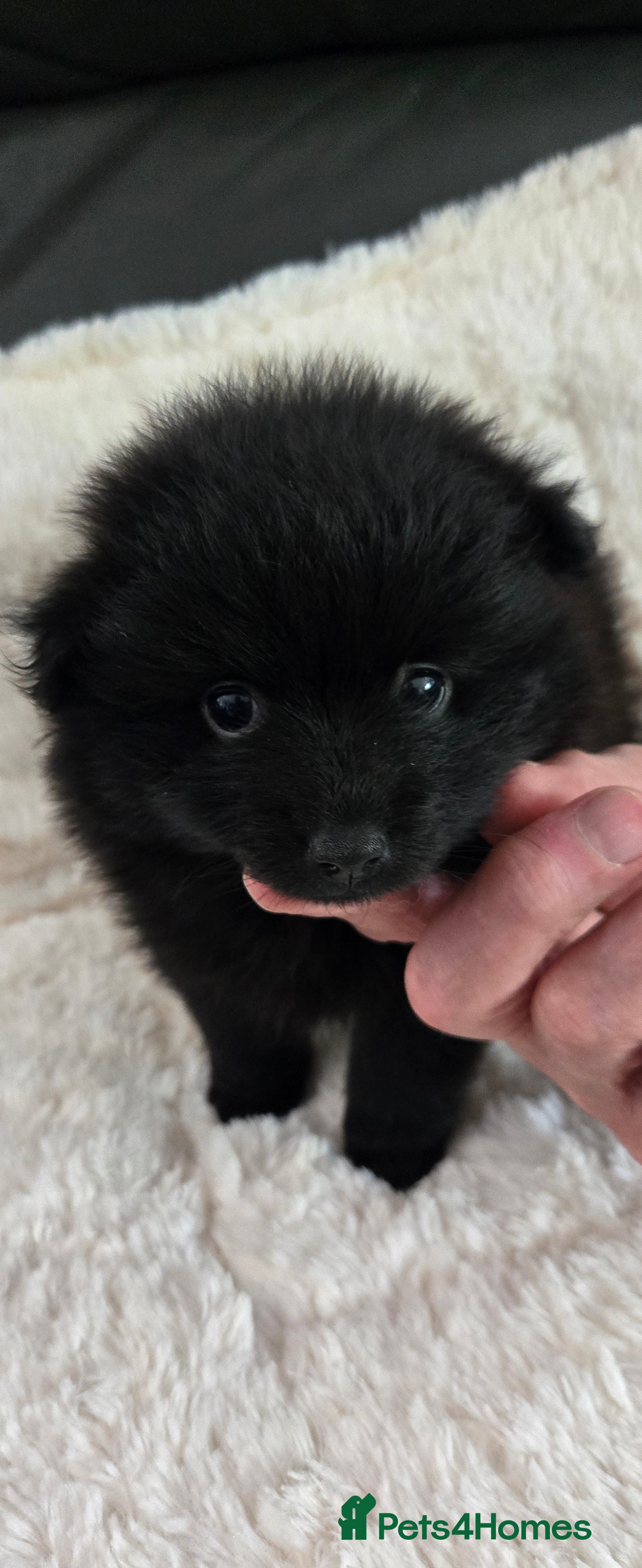 Pomeranian dogs Princess SADIE is available  - Advert 6