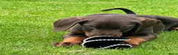 Dobermann dogs for sale: CHESHIRE WORLD CLASS DOBERMAN PUPPY - Advert 3