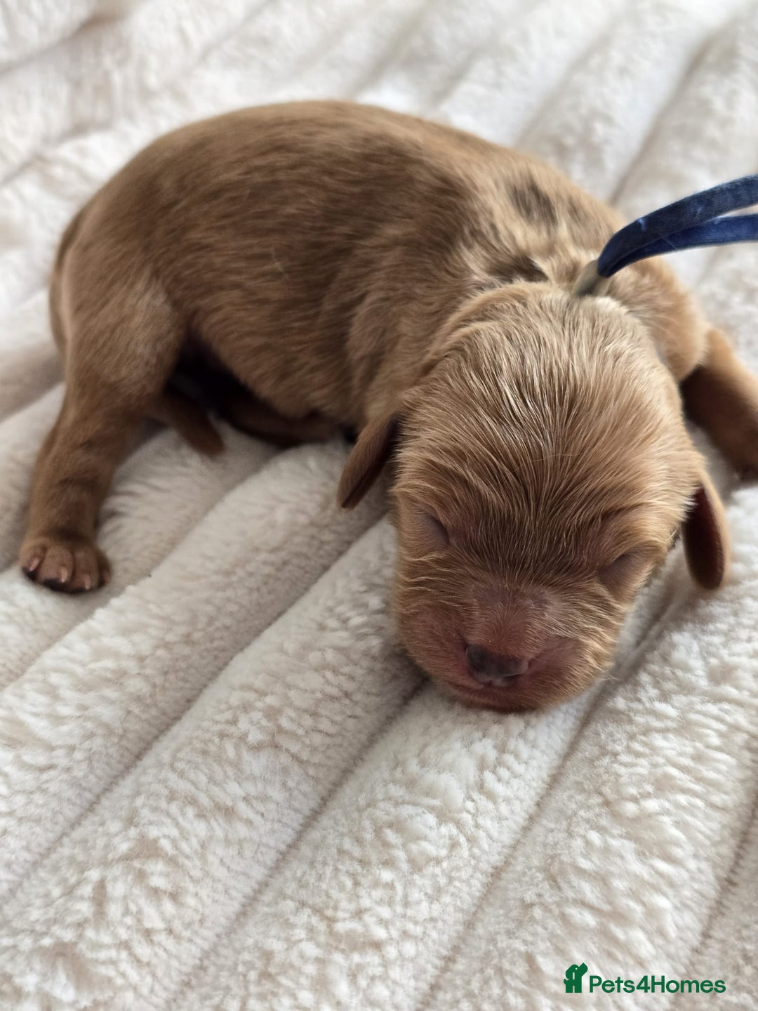 Cavapoo dogs for sale: Cavapoo Toy F1 ❤️ DNA TESTED - Advert 6