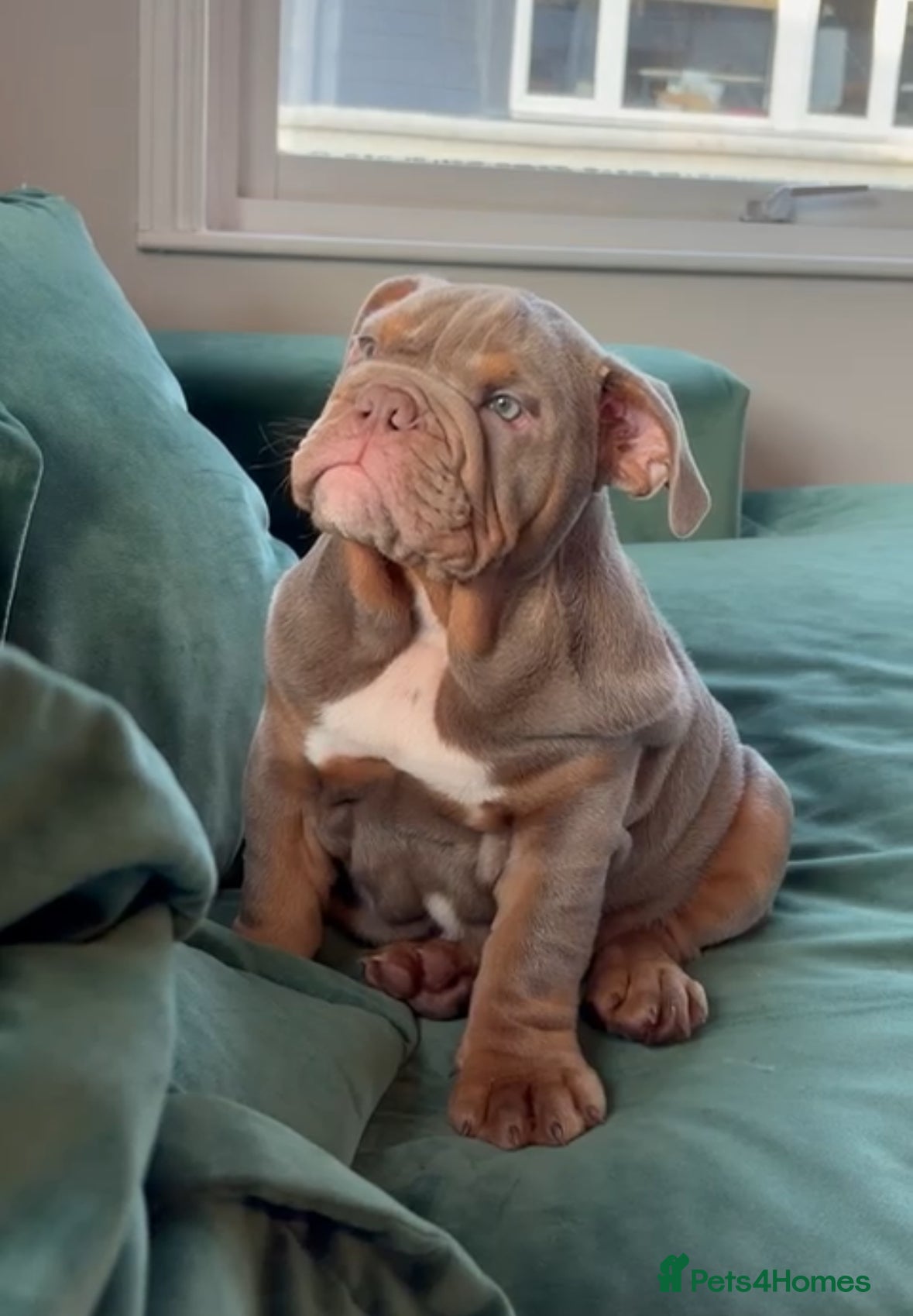 English Bulldog dogs LAST Englishbulldog 'lilac' puppy READY 8TH DEC 25 - Advert 16