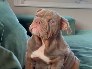 English Bulldog dogs LAST Englishbulldog 'lilac' puppy READY 8TH DEC 25 - Advert 20
