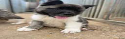 Akita dogs for sale: KC Reg American Akita puppies - Advert 4