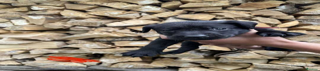 Labrador boy Red