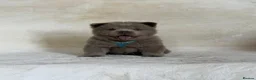 Chow Chow dogs for sale: Exotic colour pure chow chow puppies for sale  - Advert 14