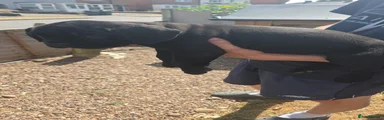 Cane Corso 2