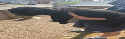 Cane Corso dogs for sale: A families best friend 🧡  - Advert 7